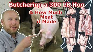 Watch us Butcher a 300 LB Hog, See The Cuts it Made, and Find out the total Meat Yield.