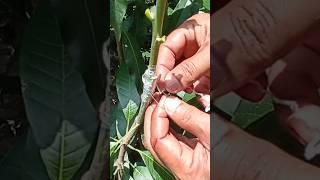 आम की ग्राफ्टिंग ऐसे करें | Mango Grafting | Mango