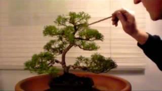 DansBonsai - Intervento autunnale su due ginepri chinensis 2 parte