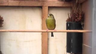 greenfinch singing