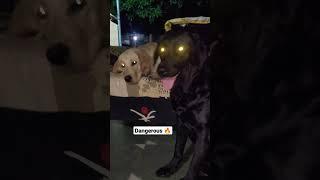 wait for end |#shorts #shortvideo #dog #2022 #trending