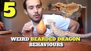 5 More Weird Bearded Dragon Behaviours You Didn't Know About!