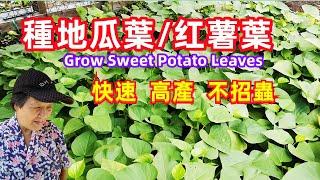 How to Grow Sweet Potato Leaves 如何种红薯葉