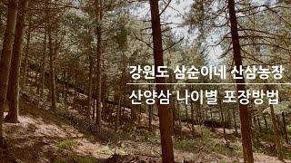 2022년 추석명절선물 국내산 강원도 진짜산양삼으로 해결하세요/ 농장에서 바로캐서 보내드립니다/뿌리에 영양분이 모이는 시기의 황절산양삼입니다/강원도삼순이네산삼농장