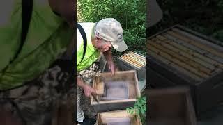 requeening a 8 frame hive