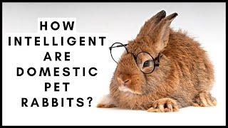 How Intelligent are Domestic Pet Rabbits?