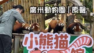 小熊貓吃播太治癒啦 | 原聲無剪輯 | 廣州動物園 Red panda eating show is so cute | Original sound | Guangzhou Zoo