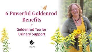 Goldenrod Benefits: Medicinal Uses of Goldenrod Plant | Solidago