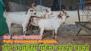 #goatfarming #topquality Barbari Top Quality Female Available | Pregnant And Vaccineted