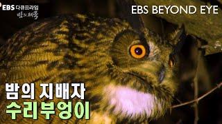 밤의지배자 수리부엉이 ㅣ Eagle Owl