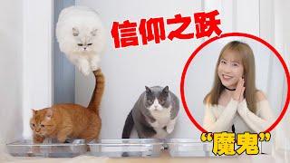 【喵来啦】把猫逼到无路可走，它会怎么办？