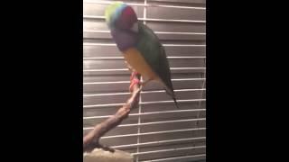 Gouldian Finch Амадина Гульда по имени Беня поёт