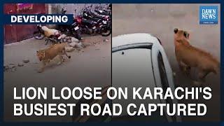 Lion On The Loose Captured At Karachi’s Shahrah-e-Faisal | Developing | Dawn News English