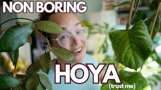 Non boring Hoya? Let me convince you they're awesome! | Plant with Roos