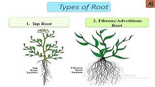 What is Root? ।। "Learn with AB Tusar"