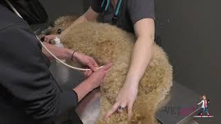 How to perform a AFAST abdominal ultrasound in a dog | VETgirl Veterinary CE Videos