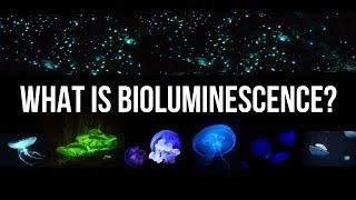 What is bioluminescence?