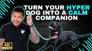 Turn Your Hyper Dog Into A Calm Companion With These Tips!