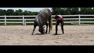 How to teach your horse to Bow