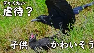 カラス親子虐待か親子離れにしてはひどい攻撃