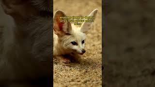 Different creatures; Fennec foxes in short #documentary #animals #fox #fennec