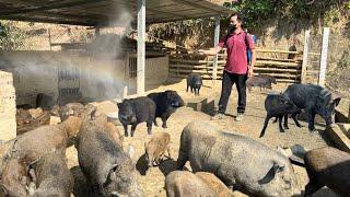 Jhony cares for and prevents disease in his wild boar farm pigs.