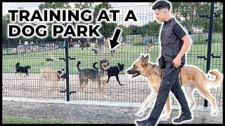 How I train reactive dogs to IGNORE other dogs [FULL REACTIVITY SESSION]