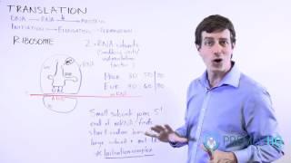DNA Translation | Initiation Phase & Ribosome Formation