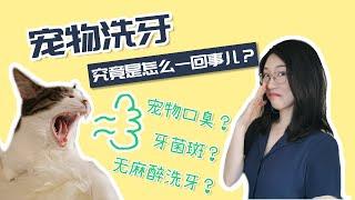 宠物洗牙究竟是怎么一回事儿？宠物口臭、牙菌斑如何改善？｜兽医技师带自家猫主子去洗牙【RVT大竹子】