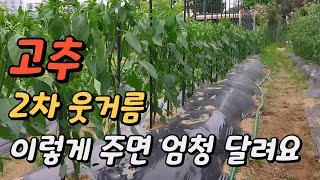 고추 2차 웃거름(추비) 이렇게 주면 엄청 달립니다. 웃거름 주는 시기, 방법 핵심만 정리하였습니다.