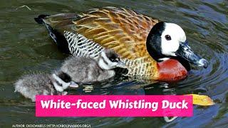 White faced whistling duck (Dendrocygna viduata)