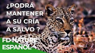 Una madre Leopardo busca sobrevivir junto a su cría | Free Documentary Nature - Español