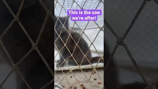 Trapping cats for TNR - why ear tips are important! #cat #tnr #shorts