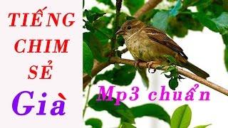 Tiếng chim Sẻ già File MP3 Chuẩn để bẫy chim ngon lành