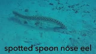 Spotted spoon nose eel spotted on Bonaire