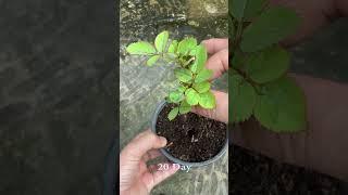 Growing roses sprouts very strongly