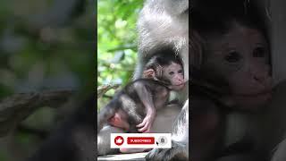 Mom Monkey Breastfeeding Baby Monkey.