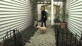 A Guide to Dog Care and Training - American Kennel Club