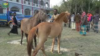 Beautiful Village Horse Market in Bangladesh l BD Horse l Farm BD l 2022