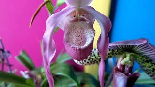 orchid things and falafel 