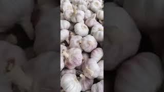 中国大蒜四大产区12月10号行情        China's four major garlic producing areas on December 10