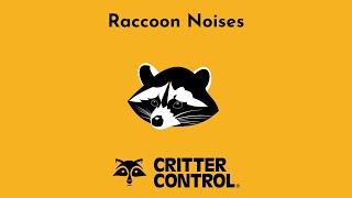 Raccoon Noises | What Sound Do Raccoons Make? | Raccoon Chattering