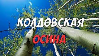 Зачем нужен осиновый кол? Всё об Осине - колдовском дереве