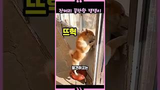 A dog with the ultimate fine hair that falsely accuses its owner