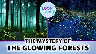 Glowing Forest | The Mystery of these Magical Forests | Facts