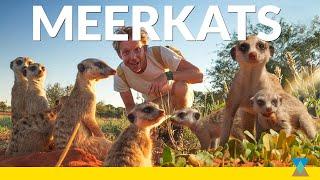 The Secret Life of a Meerkat Family!