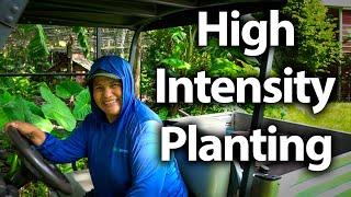 Employee Food Forest Tour! She fit so many plants in a small space! 