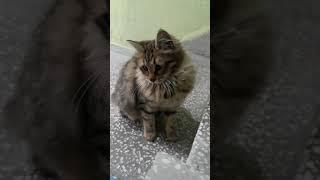 Sweety innocent cat