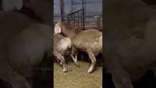 Красивый Кочкор АРАШАН #кыргызстан #кой #breed #sheep #баран АСЫЛ АРАШАН