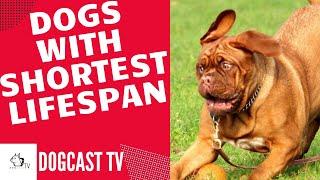 DOGS WITH SHORTEST LIFESPAN Top 10!  DogCastTV!